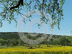 Croatian landscape in springtime