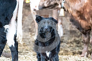 Croatian shepherd dog is standing near cows