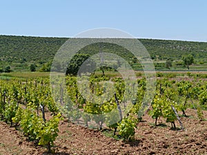 Croatian vines with grape plants in perspective