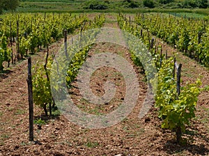 Croatian vines with grape plants in perspective