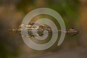 One Nile Crocodile face out of water with reflection