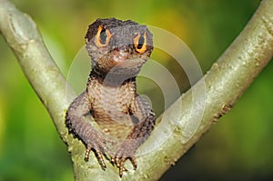 Croc Skink