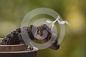 Croc Skink and mantis