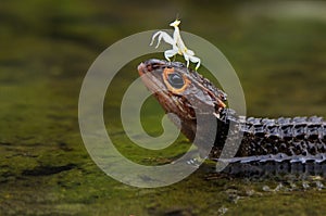 Croc Skink and mantis