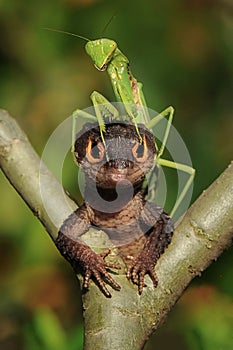 Croc Skink and mantis