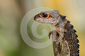 Croc skink stay on wood