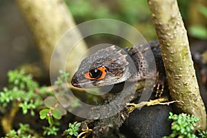 Croc skink walking between twwo tree