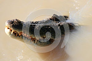 Croc Swimming, Australia