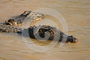 Crocadiles in the swamp