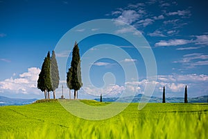 Croce di Prata and cypressess in San Quirico, Val d'Orcia, Tuscany