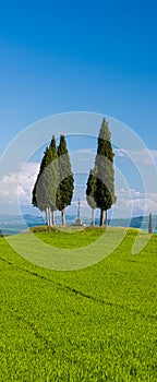 Croce di Prata and cypressess in San Quirico, Val d'Orcia, Tuscany, banner with copyspace