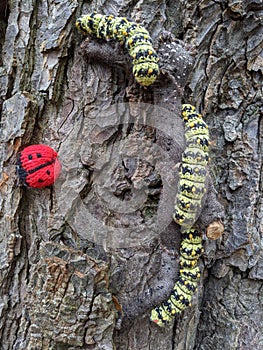 Crochet caterpillars crawling down a tree trunk with a ladybird