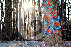 Crocheted art on trees on a path in upstate ny called Bendy Binds.