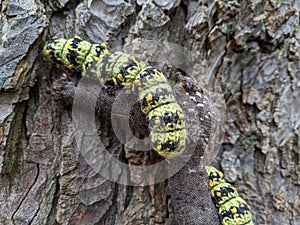 Crocheted caterpillars crawling down a tree trunk with a ladybird