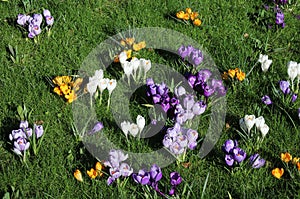 Croci in assorted colors in bloom on sunny day