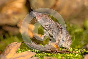 Crocidura Shrew walking on forest floor