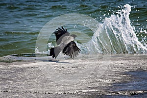 Crock on a stone pier