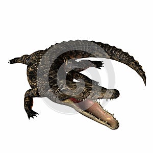 Crocodile