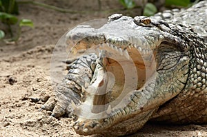 Crocodile