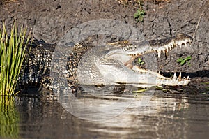 Crocodile