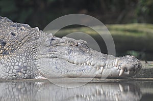 A Crocodile