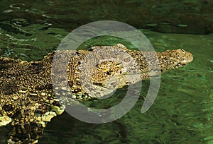 Crocodile