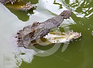 Crocodile