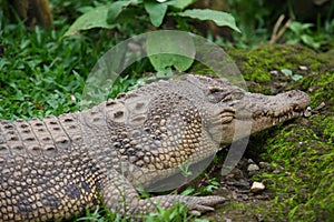 Crocodile