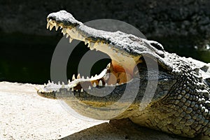 Crocodile