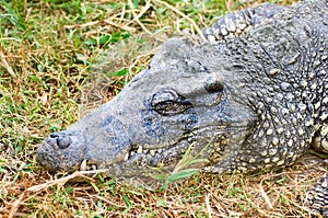 Crocodile