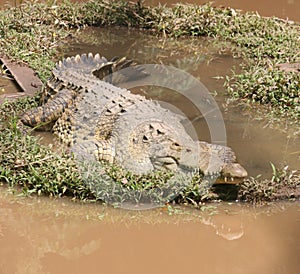 Crocodile