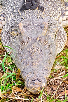 Crocodile