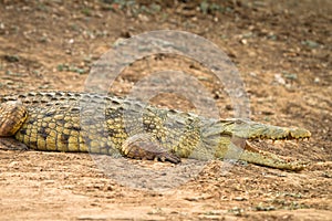 crocodile photo