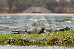 Crocodile photo