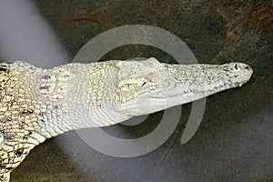 Crocodile