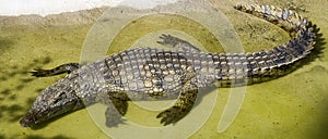 Crocodile