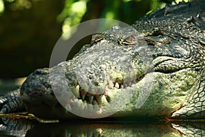 Crocodile