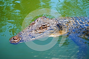 Crocodile