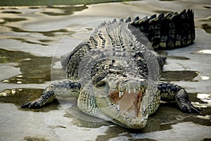 Crocodile