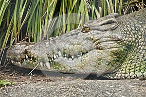 Head of huge crocodile with spiky teeth
