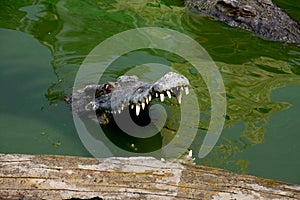 Crocodile