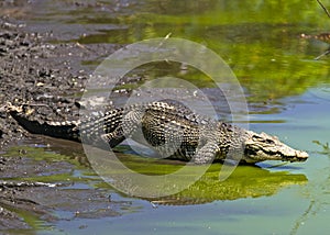 Crocodile