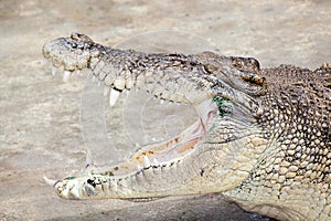 Crocodile