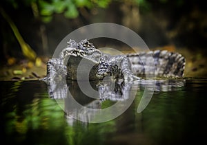 Crocodile