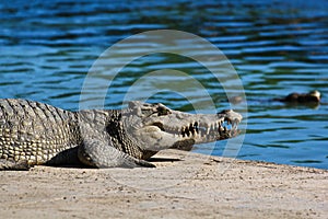 Crocodile