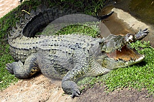 Krokodíl 