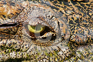 Crocodile