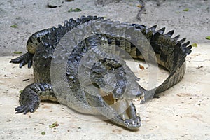 Crocodile