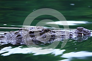 Crocodile