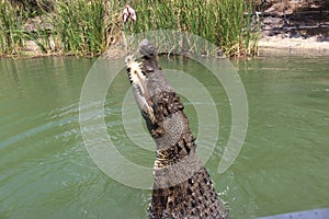 Crocodile